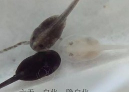 蝌蚪国产,揭开神秘国度的神秘面纱