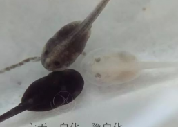 蝌蚪国产,揭开神秘国度的神秘面纱