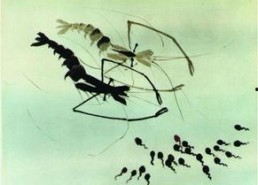 蝌蚪网国产,蝌蚪网引领绿色科技新潮流